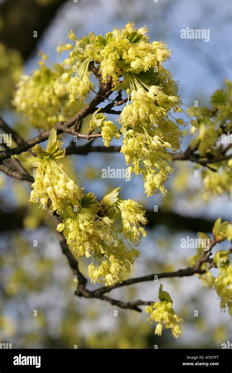 Italian Maple Tree Flowers, Acer obtusatum, Sapindaceae (Aceraceae Stock Photo - Alamy