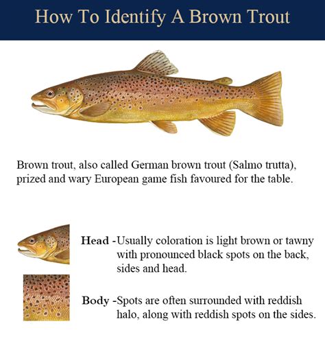 Brown Trout - Lake Ontario Sportfishing