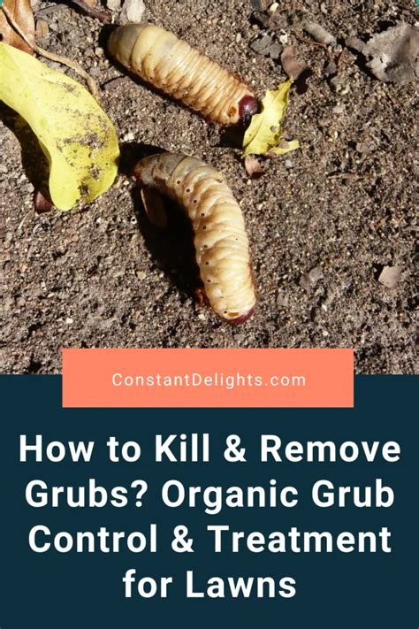 How To Kill & Remove Grubs? Organic Grub Control & Treatment For Lawns | Constant Delights