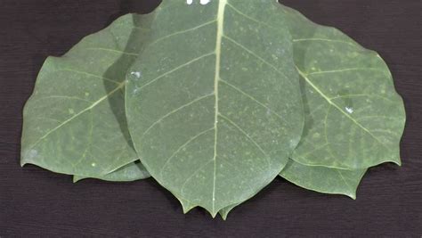 Leaf Herbs – vinayak herbal