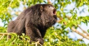 Howler Monkey Animal Facts | Alouatta - AZ Animals