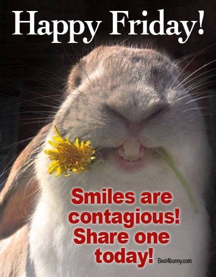 Best4bunny | Rabbit Care Advice | Its friday quotes, Friday humor, Funny good morning quotes