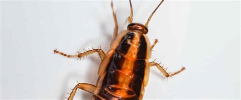 Cockroaches in Montreal: Extermination and Prevention Tips - Exterminateur Rive-Nord