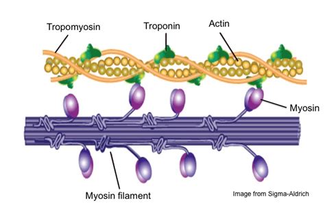 Muscle Contraction and a Really Cool Protein Called Myosin - Invictus Fitness