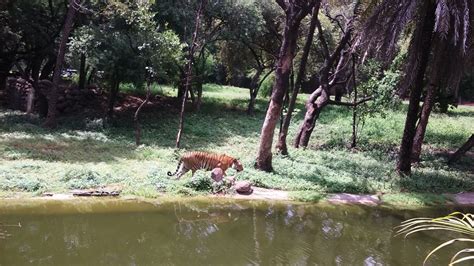 Nehru Zoological Park Hyderabad: Find Zoo Park Hyderabad Timings ...