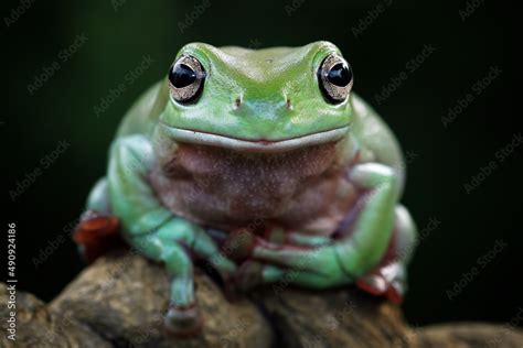 green tree frog face close-up Stock Photo | Adobe Stock