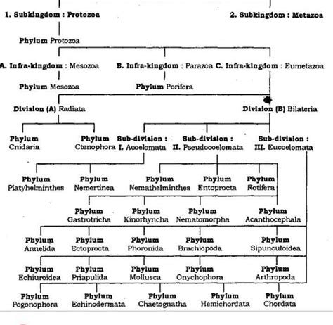 Chart Flow on Animal Kingdom.? - EduRev NEET Question