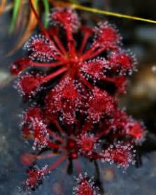 All About the Sundew Plant