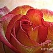 Pink and Yellow Rose with water drops Photograph by Debbie Portwood ...