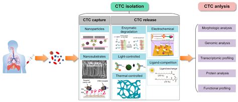 Micromachines | Free Full-Text | Nanotechnology-Assisted Isolation and Analysis of Circulating ...