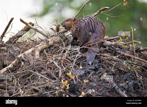 A beaver sits on the top of his lodge Stock Photo - Alamy