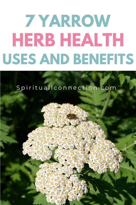 7 Yarrow Health Uses And Benefits | Natural health care, Natural health tips, Herbs