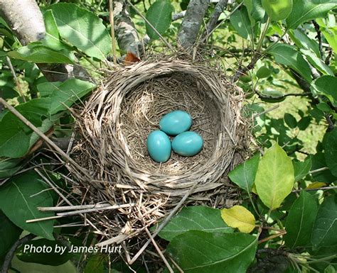 Tennessee Watchable Wildlife | American Robin - Habitat: