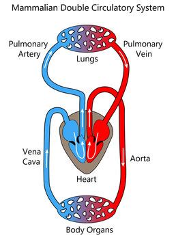 Pulmonary Circulation Diagram