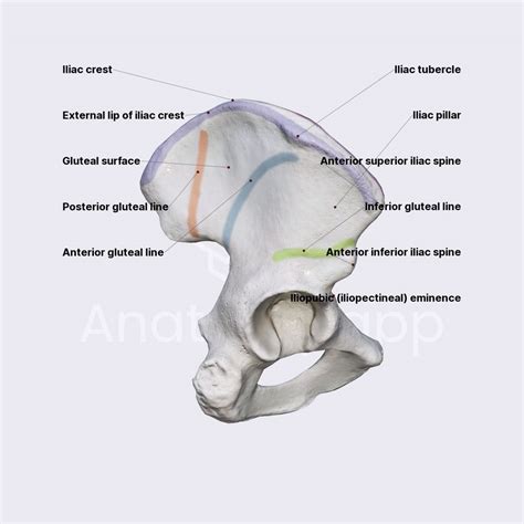 Ilium bone, Iliac crest, Iliac fossa, Gluteal lines, iliac crest - mi ...