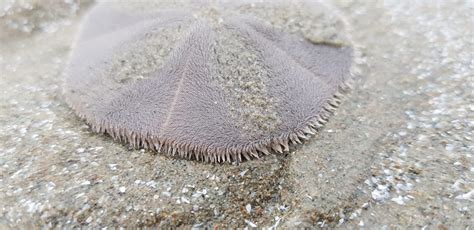 What Do Sand Dollars Eat? - American Oceans