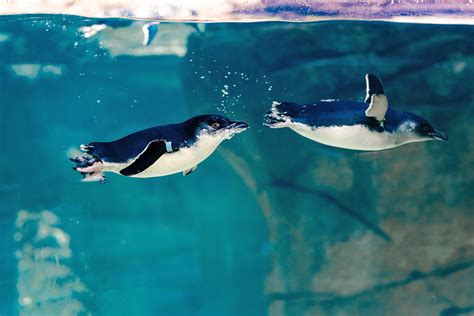 Beyster Family Little Blue Penguins | Birch Aquarium at Scripps