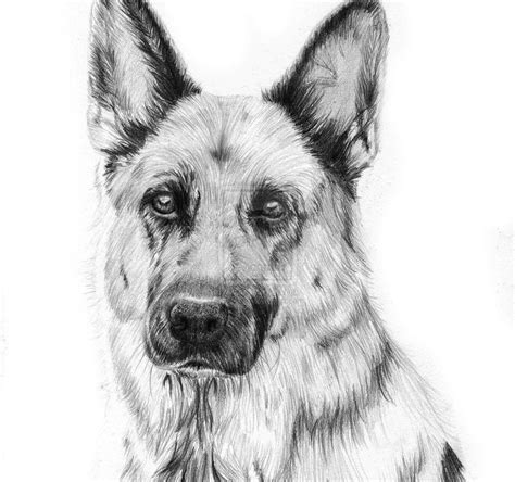 Learn to draw a german shepherd puppy dog step by step easy for beginners | Rock Draw