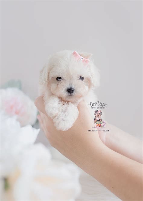 South Florida Maltipoo Breeder | Teacup Puppies & Boutique