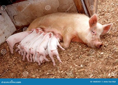 Feeding piglets with sow stock image. Image of bundle - 18685451