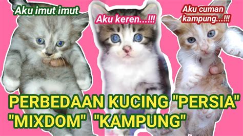 PERBEDAAN KITTEN PERSIA, MIXDOM DAN KITTEN KAMPUNG // miu meow - YouTube