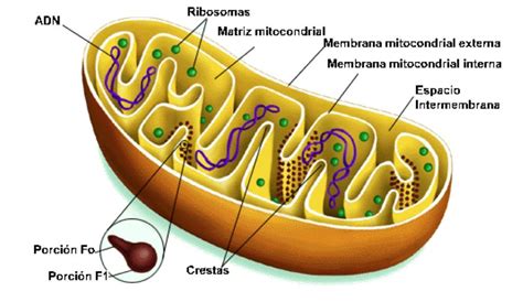 Mitocondria, mon amour | Cell organelles, Biology test, Mitochondria