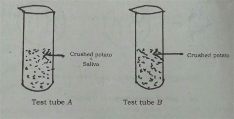 observe the given diagram: few drops of dilute iodine solution is added to both the test tubes ...