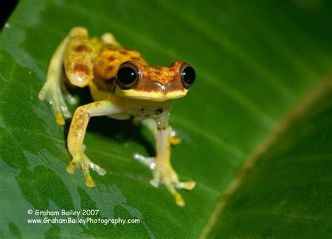 Tree frogs, Frog species, Frog