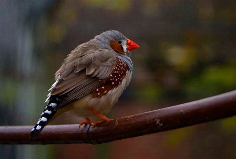 Zebra Finch - The Australian Museum