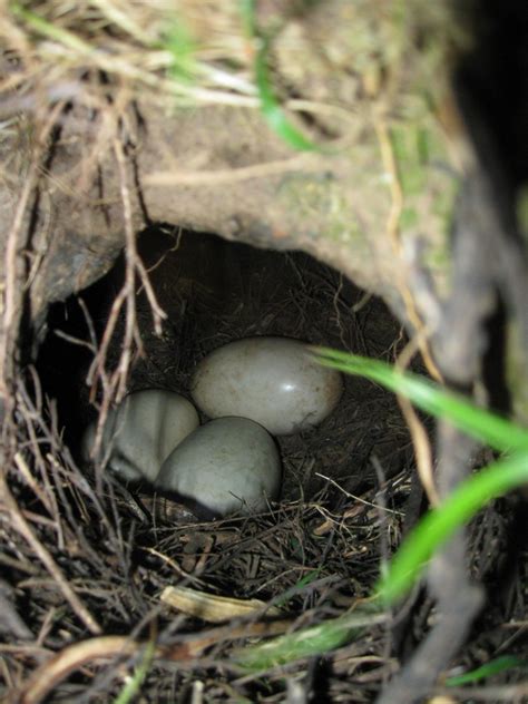 North Island brown kiwi | Kiwi-nui | New Zealand Birds Online