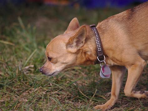 Chihuahua | Auf dem Flugplatz Herrenteich in Hockenheim | stanze | Flickr