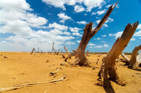 Dead Trees in a Desert Wasteland Photograph by Jess Kraft