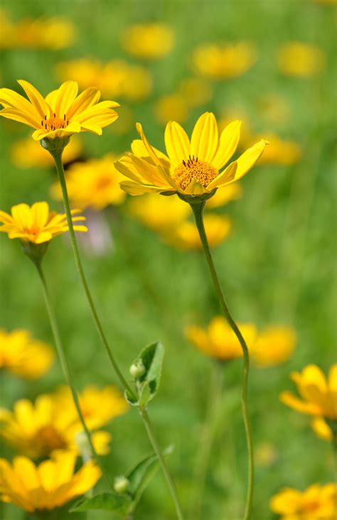 Heliopsis helianthoides - Early Sunflower | Native plants, How to ...