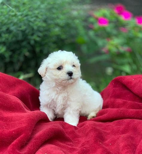 27+ Bichon Frise And Maltese Mix For Sale Picture - Bleumoonproductions