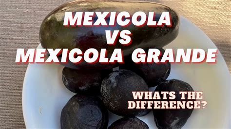 Growing Mexicola Avocado vs Mexicola Grande Avocados - Whats the ...