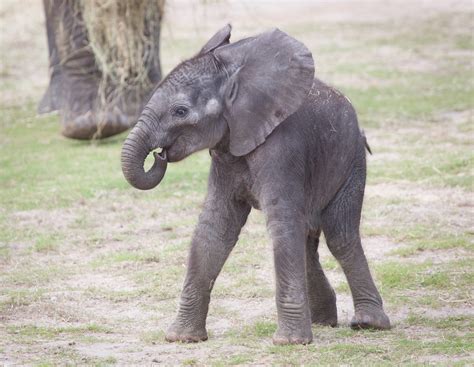 Baby African Elephant, Lowry Park Zoo | Matthew Paulson Photography