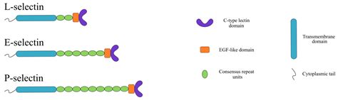 Adhesion Molecules