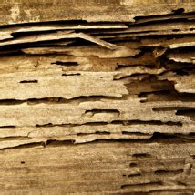 7 Alarming Signs That You Have Drywood Termites Signs Of Termites, Drywood Termites, Termite ...