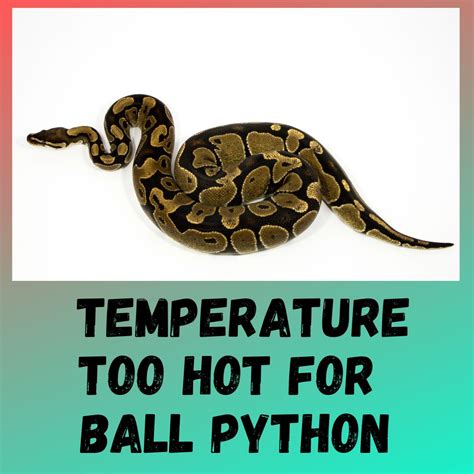 What Temperature Is Too Hot For A Ball Python?