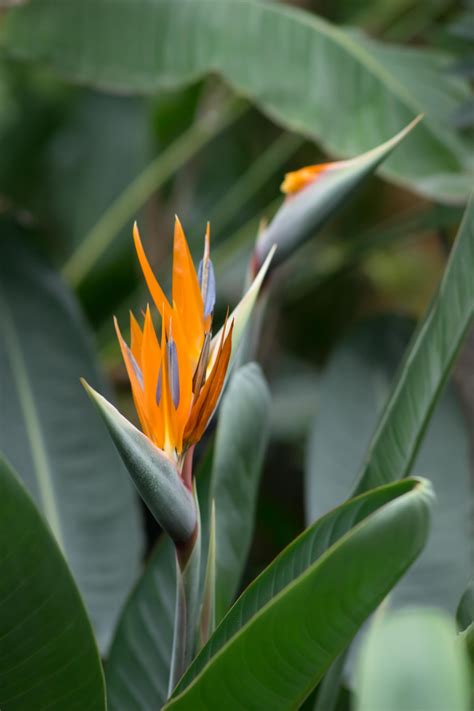 Free Images : blossom, leaf, green, botany, flora, wildflower, shrub ...