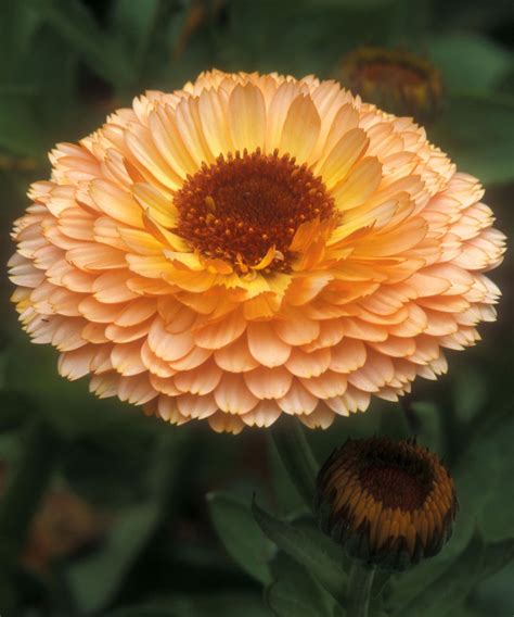 Calendula varieties: 16 pot marigolds for your garden | Gardeningetc