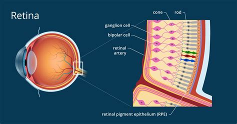 Retina - Definition and Detailed Illustration