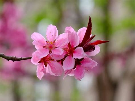 桃花种类图片,桃花有多少个品种,观赏桃树品种_大山谷图库