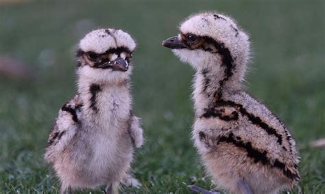 We have some baby curlews at our parks! | Tweed Holiday Parks