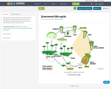 Liverwort Life Cycle