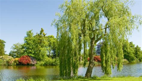 10 Willow Tree Diseases: Identification and Management - Rennie Orchards