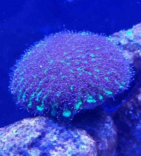 CORAL IDENTIFICATION | REEF2REEF Saltwater and Reef Aquarium Forum