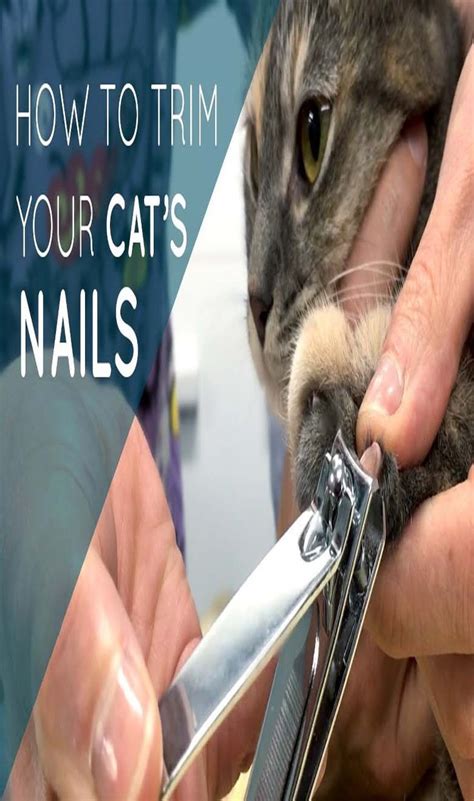 13 Tips That Make Trimming Your Cats Nails Easier | Cat nails, Cat care, Trim cat nails