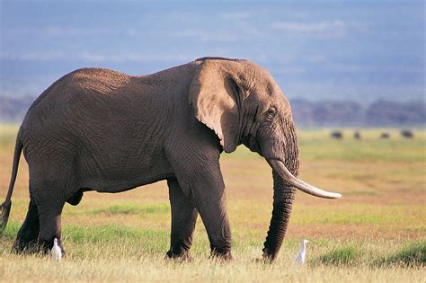 Beautiful Pictures OF Elephant In HD