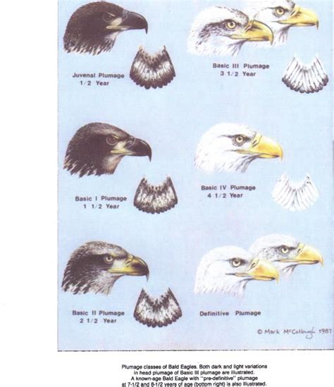 Here is a chart to identify eagle ages, from THE WILSON BULLETIN, A ...